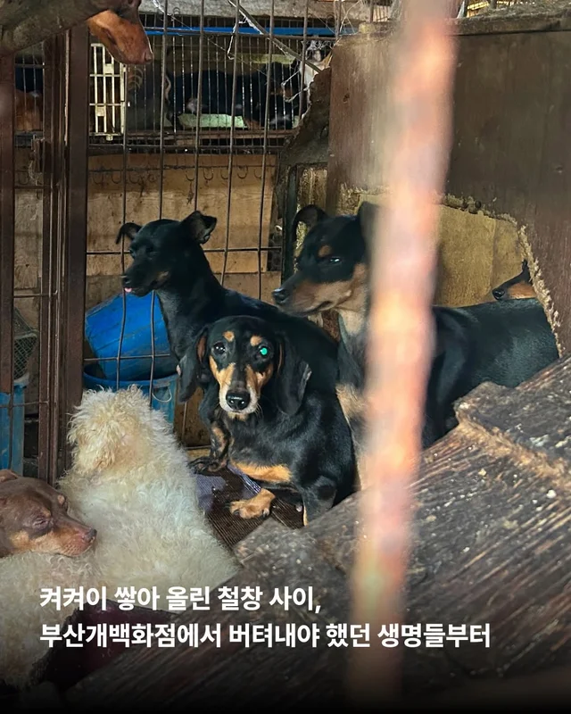 사실은 나… 집도 손길도 익숙해요. #위액트두쿠 #위.. 현장 사진
