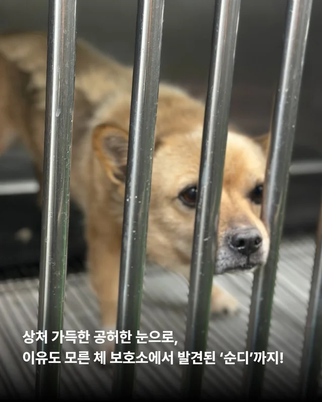 사실은 나… 집도 손길도 익숙해요. #위액트두쿠 #위.. 현장 사진