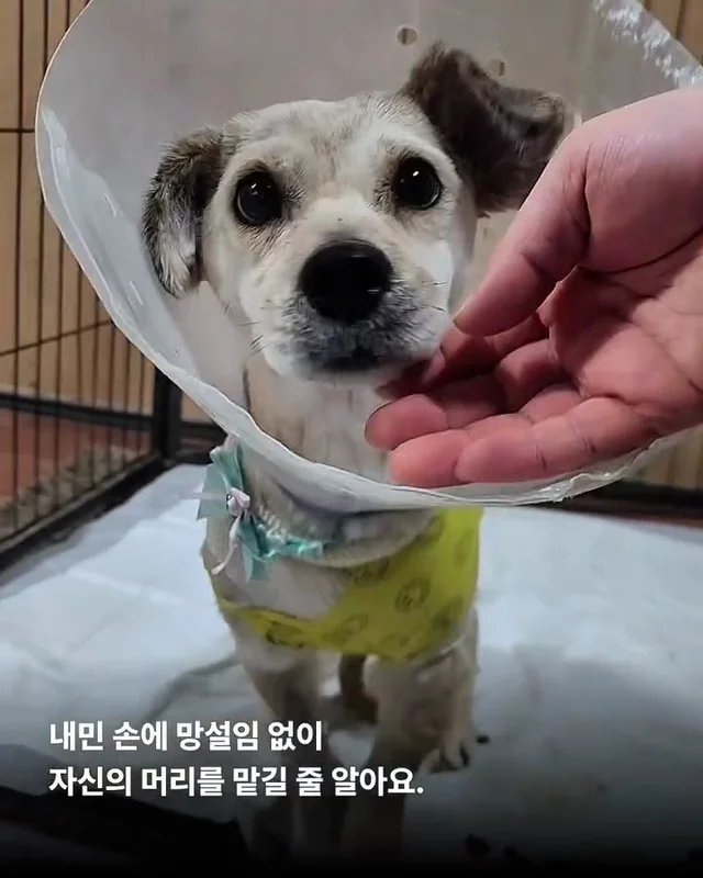 사실은 나… 집도 손길도 익숙해요. #위액트두쿠 #위.. 현장 사진