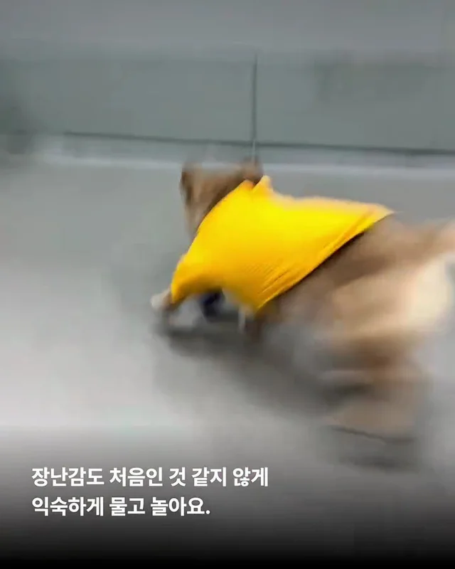 사실은 나… 집도 손길도 익숙해요. #위액트두쿠 #위.. 현장 사진