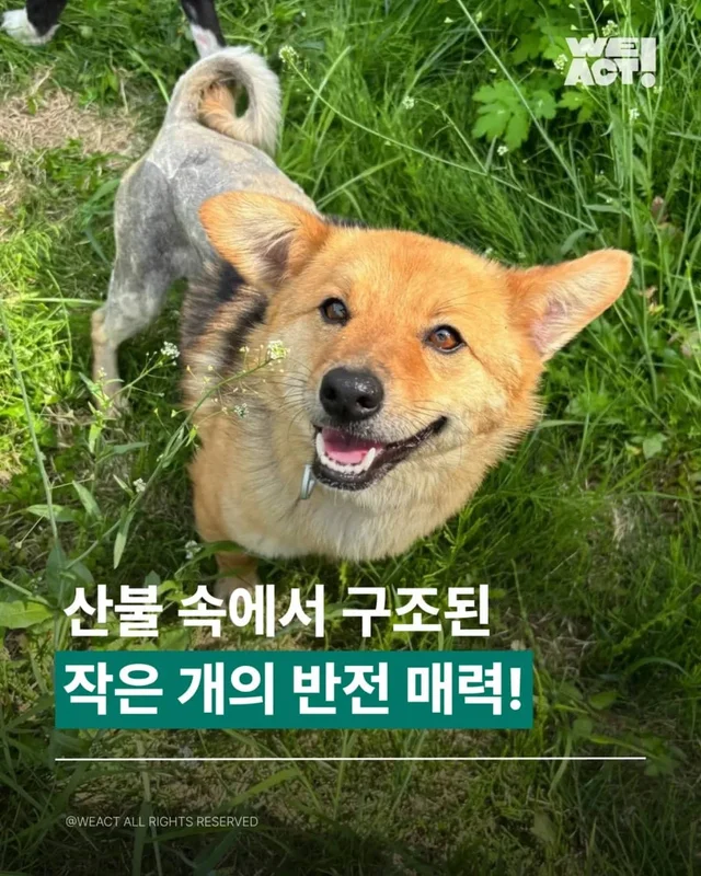 산불 속에서 구조된 #위액트로다 의 반전 매력 이야기 현장 사진