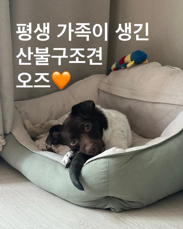 평생 가족이 생긴 산불구조견 오즈 현장 사진