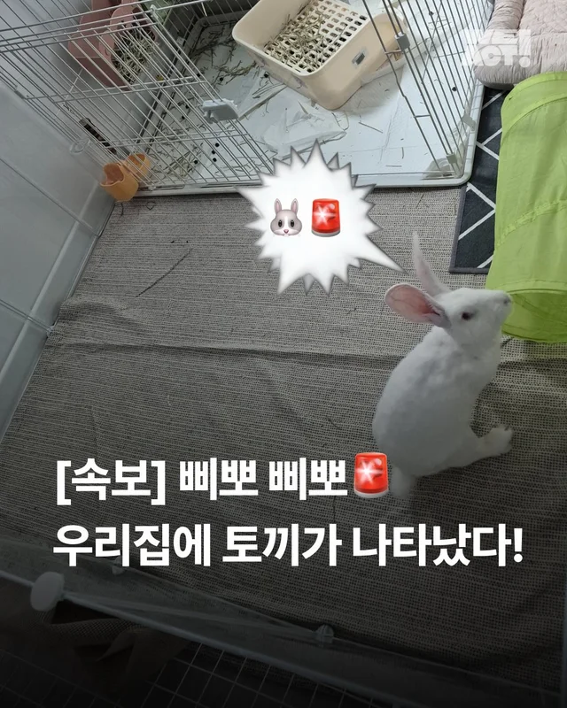 삐뽀삐뽀 토끼가 나타났다 현장 사진