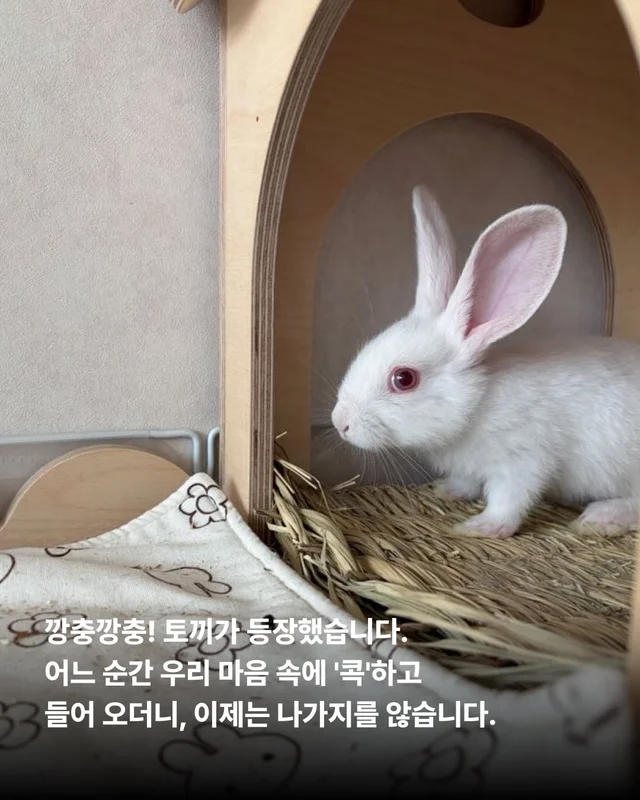 삐뽀삐뽀 토끼가 나타났다 현장 사진