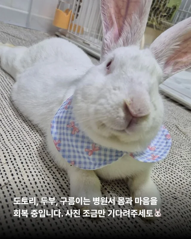 삐뽀삐뽀 토끼가 나타났다 현장 사진