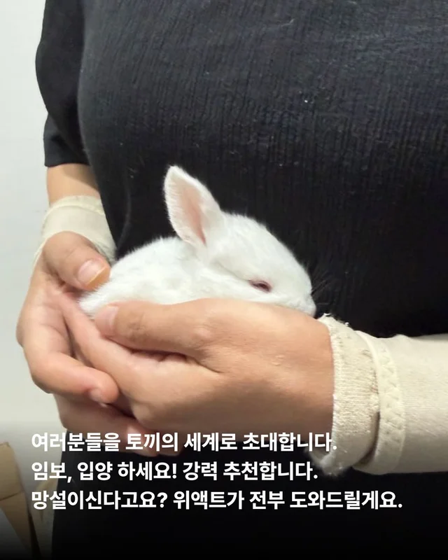 삐뽀삐뽀 토끼가 나타났다 현장 사진