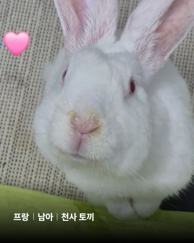 삐뽀삐뽀 토끼가 나타났다 현장 사진