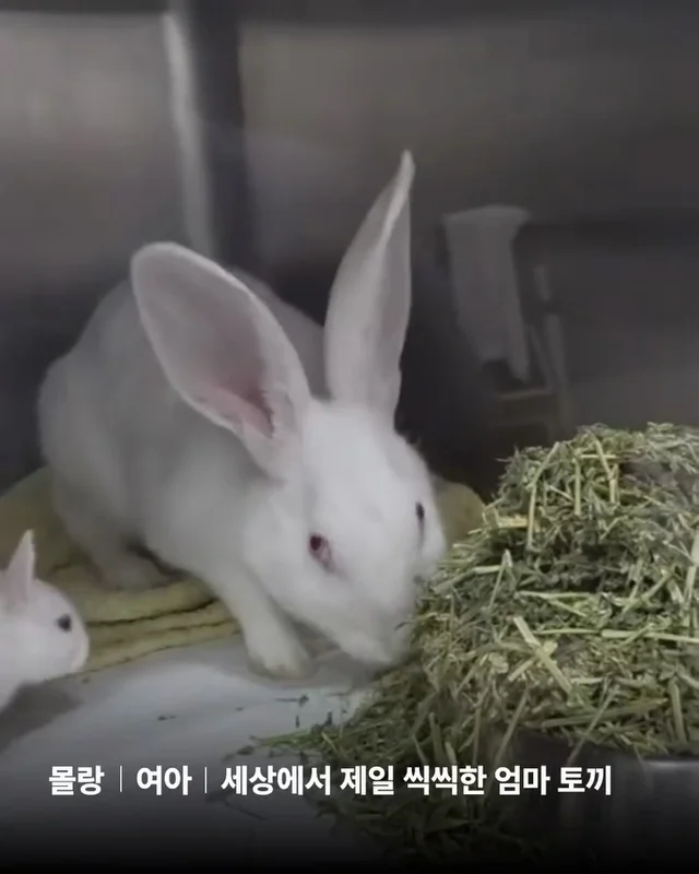 삐뽀삐뽀 토끼가 나타났다 현장 사진
