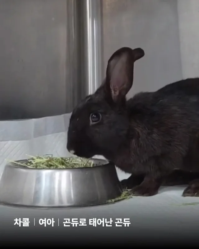 삐뽀삐뽀 토끼가 나타났다 현장 사진