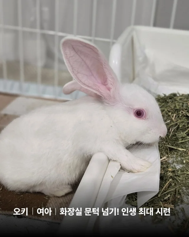 삐뽀삐뽀 토끼가 나타났다 현장 사진