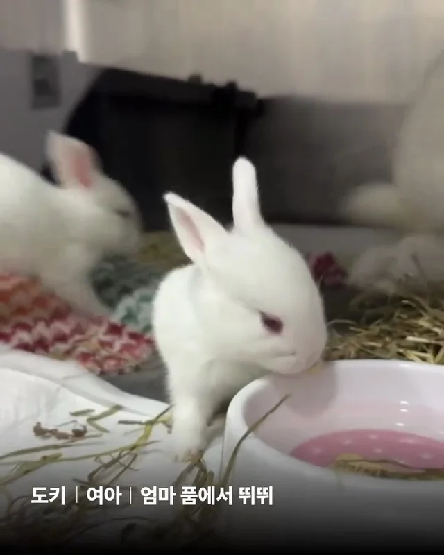 삐뽀삐뽀 토끼가 나타났다 현장 사진