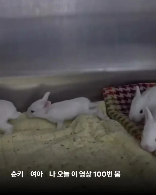 삐뽀삐뽀 토끼가 나타났다 현장 사진
