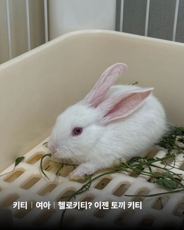 삐뽀삐뽀 토끼가 나타났다 현장 사진