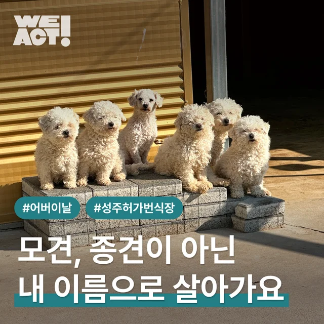 모견, 종견이 아닌 내 이름으로 살아가요. 현장 사진