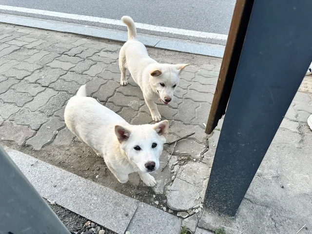 차도 위 떠돌이견 현장 사진