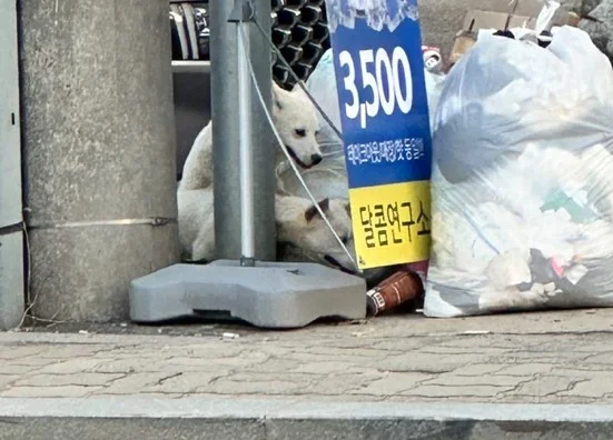 차도 위 떠돌이견 현장 사진