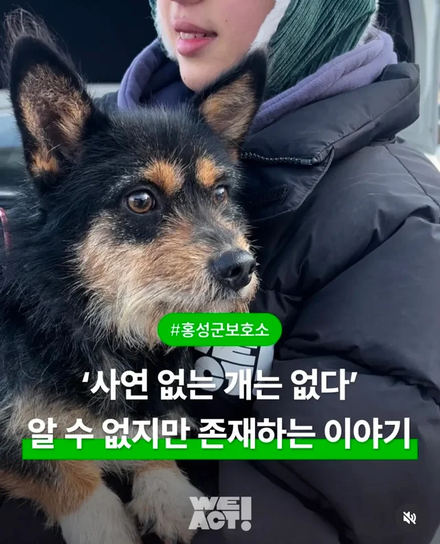 사연 없는 개는 없다 현장 사진