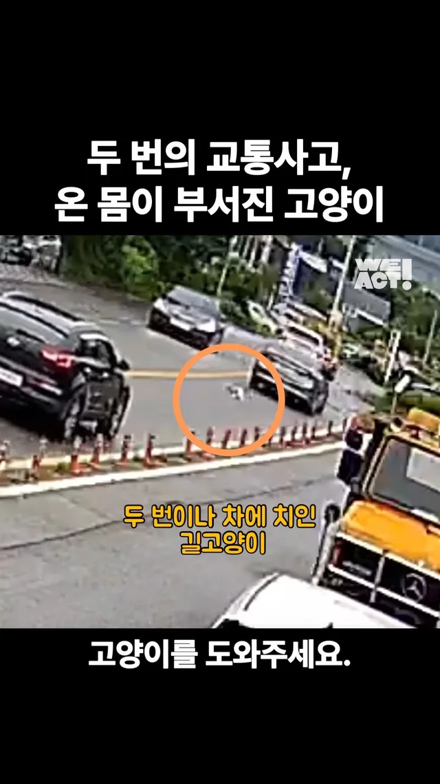 두 번의 교통사고, 온 몸이 부서진 고양이 #위액트안.. 현장 사진