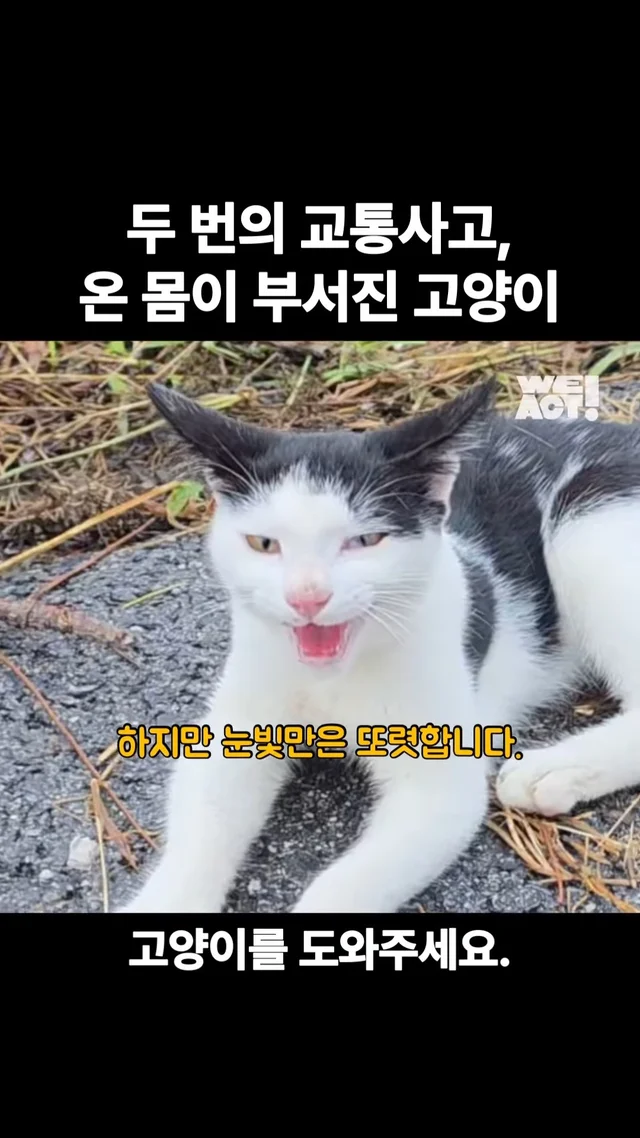 두 번의 교통사고, 온 몸이 부서진 고양이 #위액트안.. 현장 사진