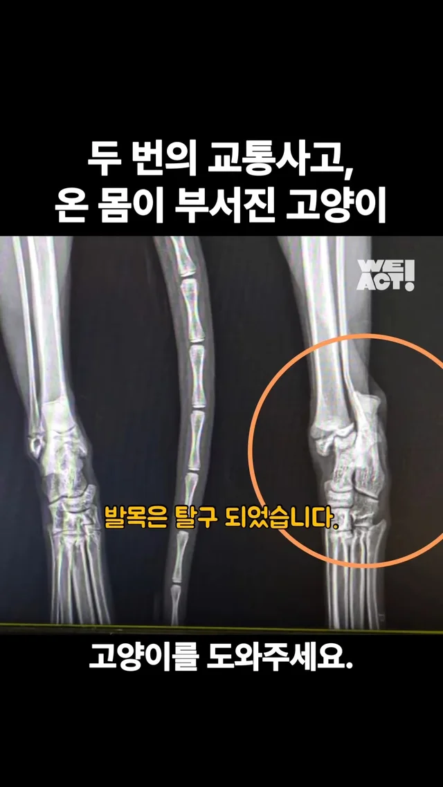 두 번의 교통사고, 온 몸이 부서진 고양이 #위액트안.. 현장 사진