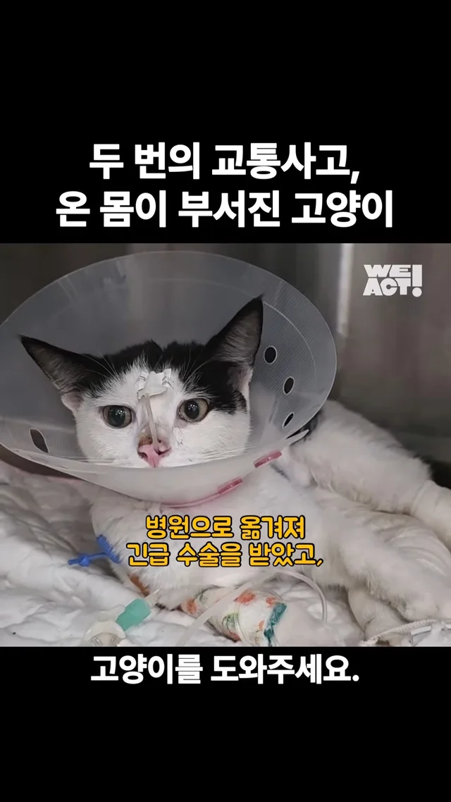 두 번의 교통사고, 온 몸이 부서진 고양이 #위액트안.. 현장 사진