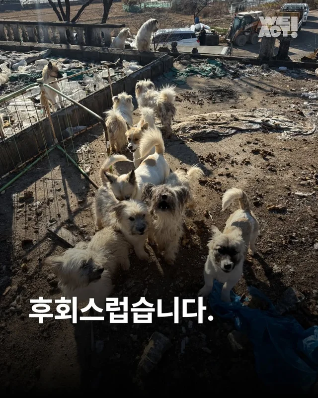 후회스럽습니다. #대전옥상방치견 현장 사진
