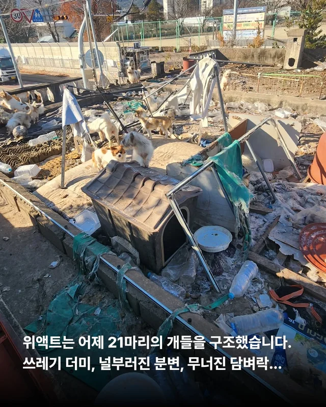 후회스럽습니다. #대전옥상방치견 현장 사진