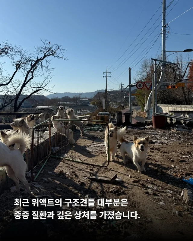 후회스럽습니다. #대전옥상방치견 현장 사진