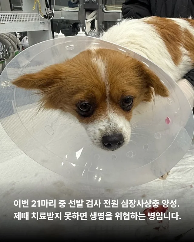 후회스럽습니다. #대전옥상방치견 현장 사진