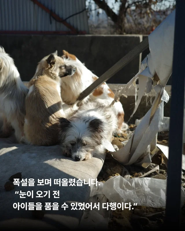 후회스럽습니다. #대전옥상방치견 현장 사진