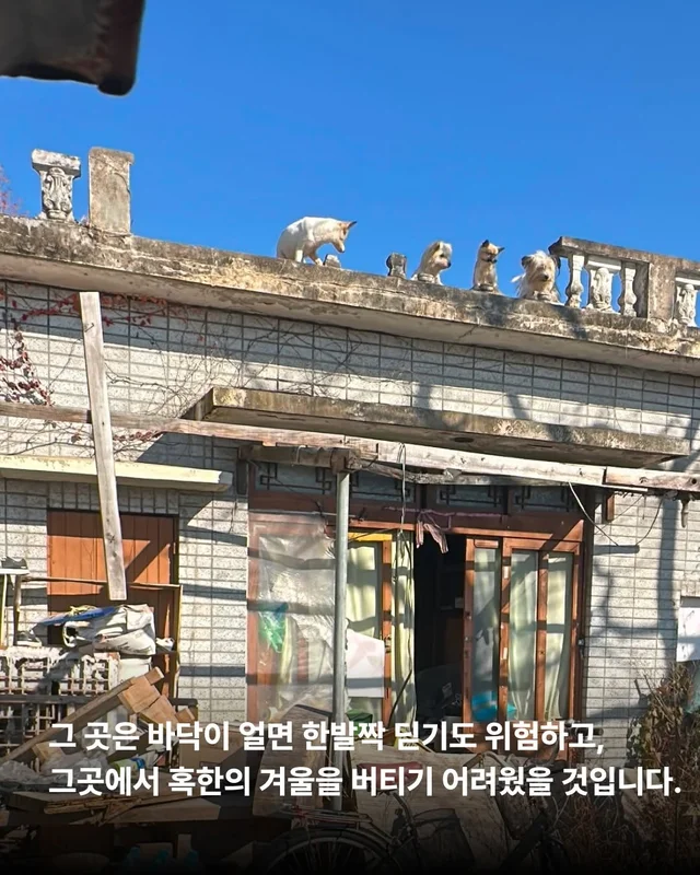 후회스럽습니다. #대전옥상방치견 현장 사진