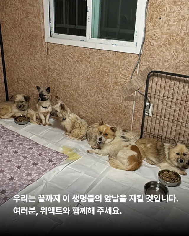 후회스럽습니다. #대전옥상방치견 현장 사진