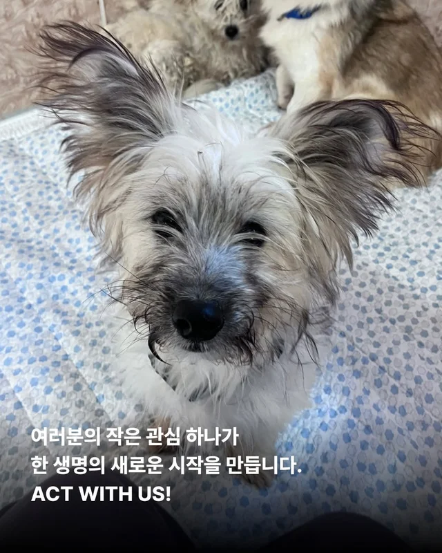 후회스럽습니다. #대전옥상방치견 현장 사진