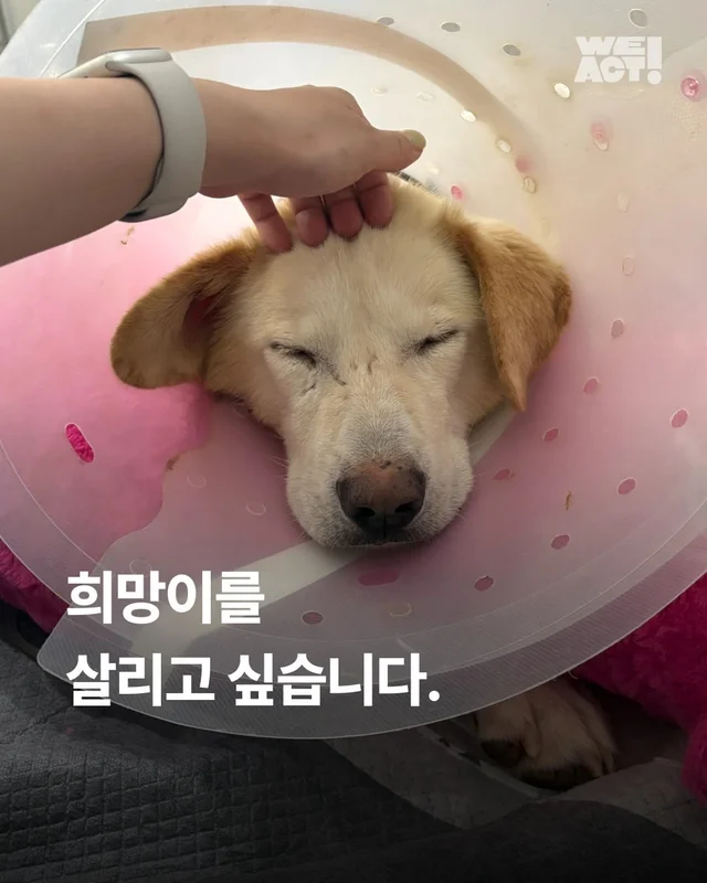 희망이를 살리고 싶습니다 현장 사진
