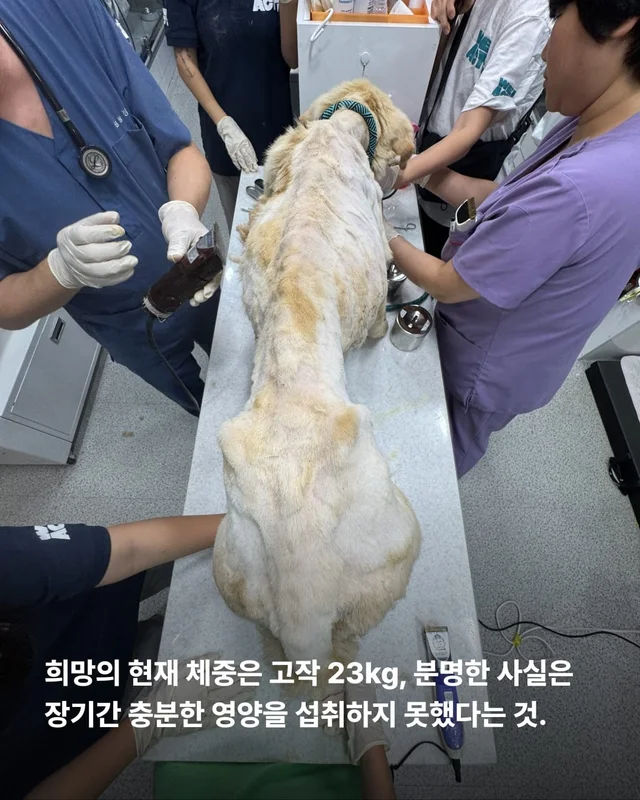 희망이를 살리고 싶습니다 현장 사진