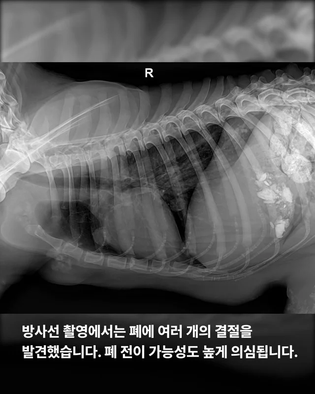 희망이를 살리고 싶습니다 현장 사진