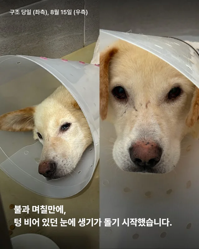 희망이를 살리고 싶습니다 현장 사진