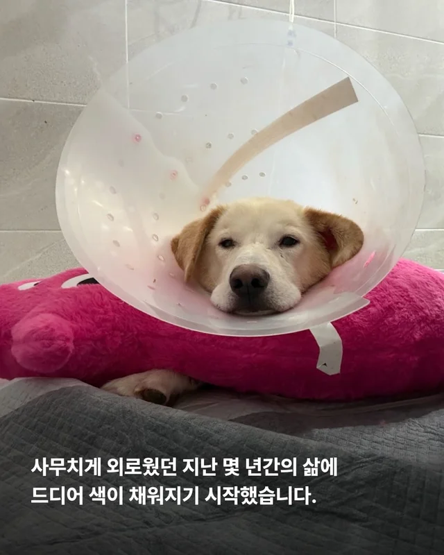 희망이를 살리고 싶습니다 현장 사진