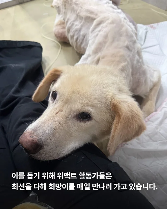 희망이를 살리고 싶습니다 현장 사진