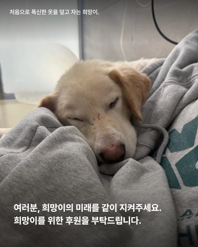 희망이를 살리고 싶습니다 현장 사진