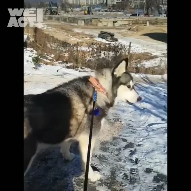 춘천불법번식장_2 현장 사진