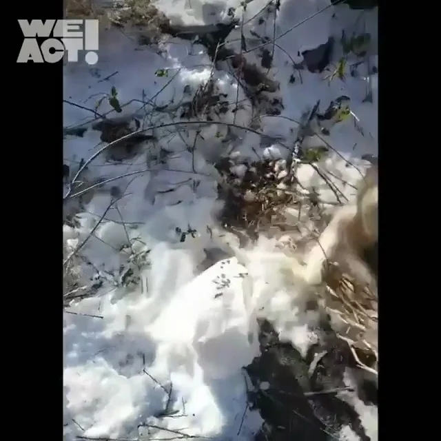 춘천불법번식장_2 현장 사진