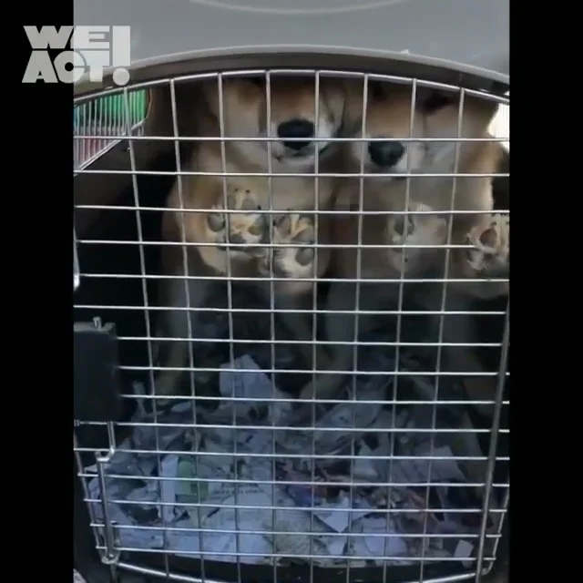 춘천불법번식장_2 현장 사진