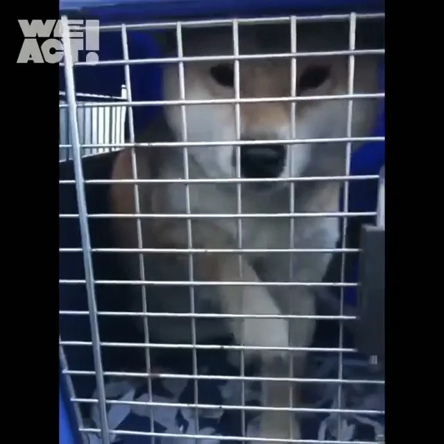 춘천불법번식장_2 현장 사진