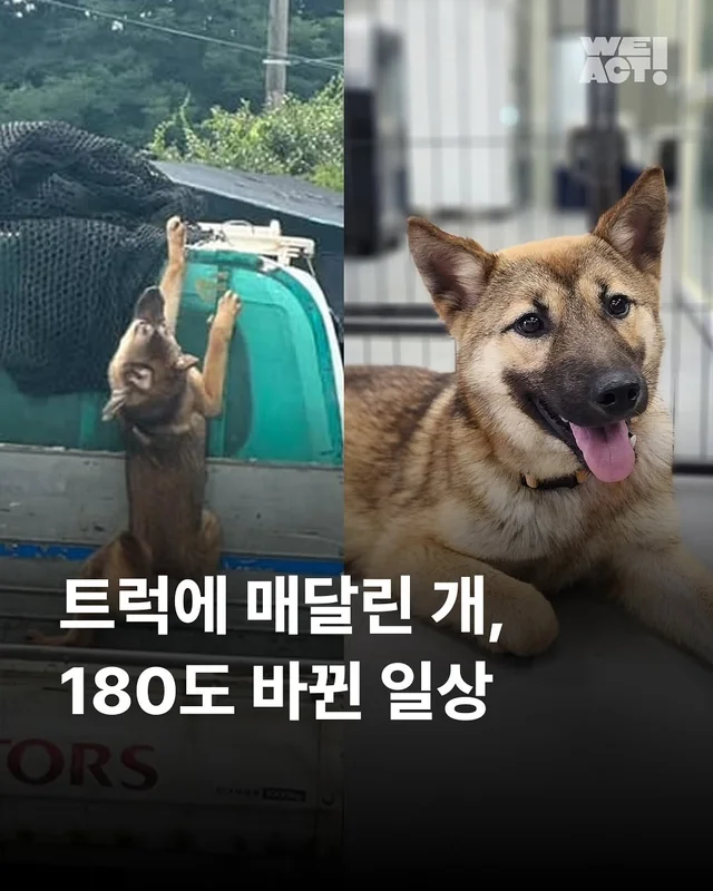 트럭에 매달린 개 - 위액트 팬지, 다비, 지프, 샌드 현장 사진