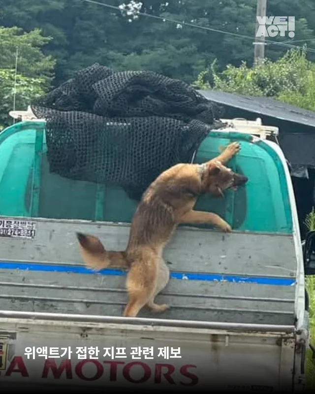 트럭에 매달린 개 - 위액트 팬지, 다비, 지프, 샌드 현장 사진