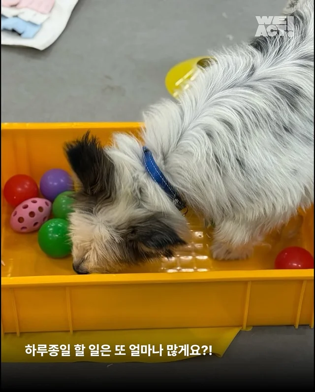 위액트 퍼지 현장 사진