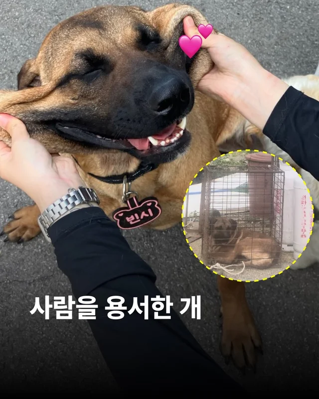 사람을 용서한 개 현장 사진