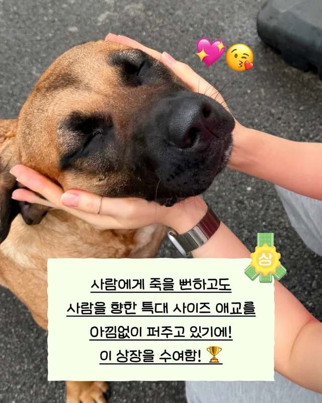 사람을 용서한 개 현장 사진