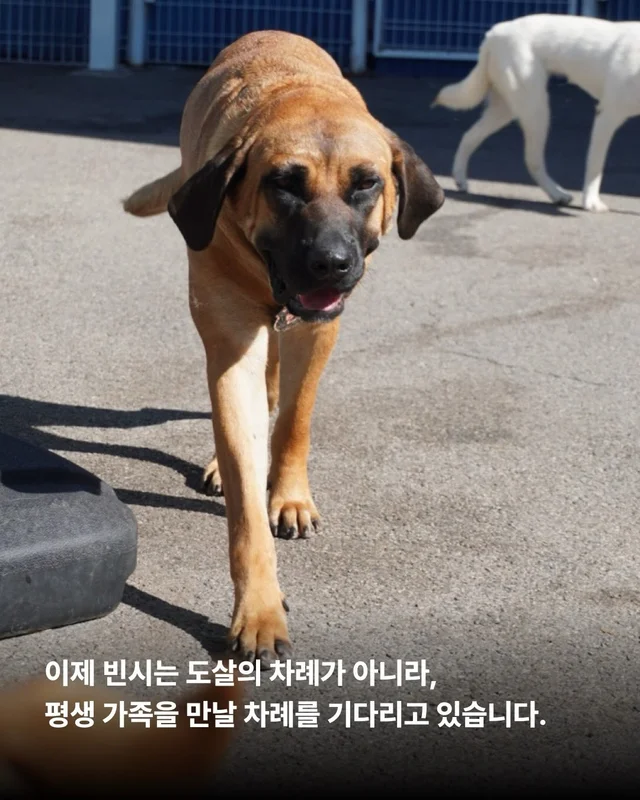 사람을 용서한 개 현장 사진